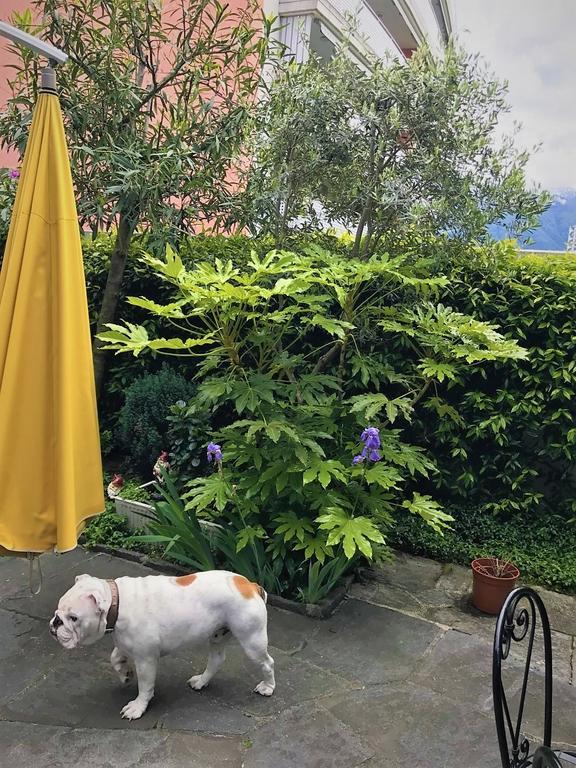 Garni Florida 2* Ascona